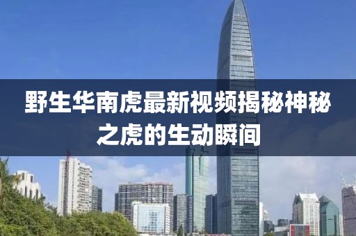 野生华南虎最新视频揭秘神秘之虎的生动瞬间
