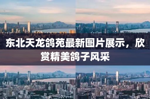 东北天龙鸽苑最新图片展示，欣赏精美鸽子风采