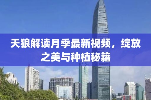 天狼解读月季最新视频，绽放之美与种植秘籍