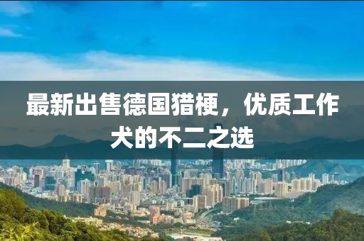 最新出售德国猎梗，优质工作犬的不二之选