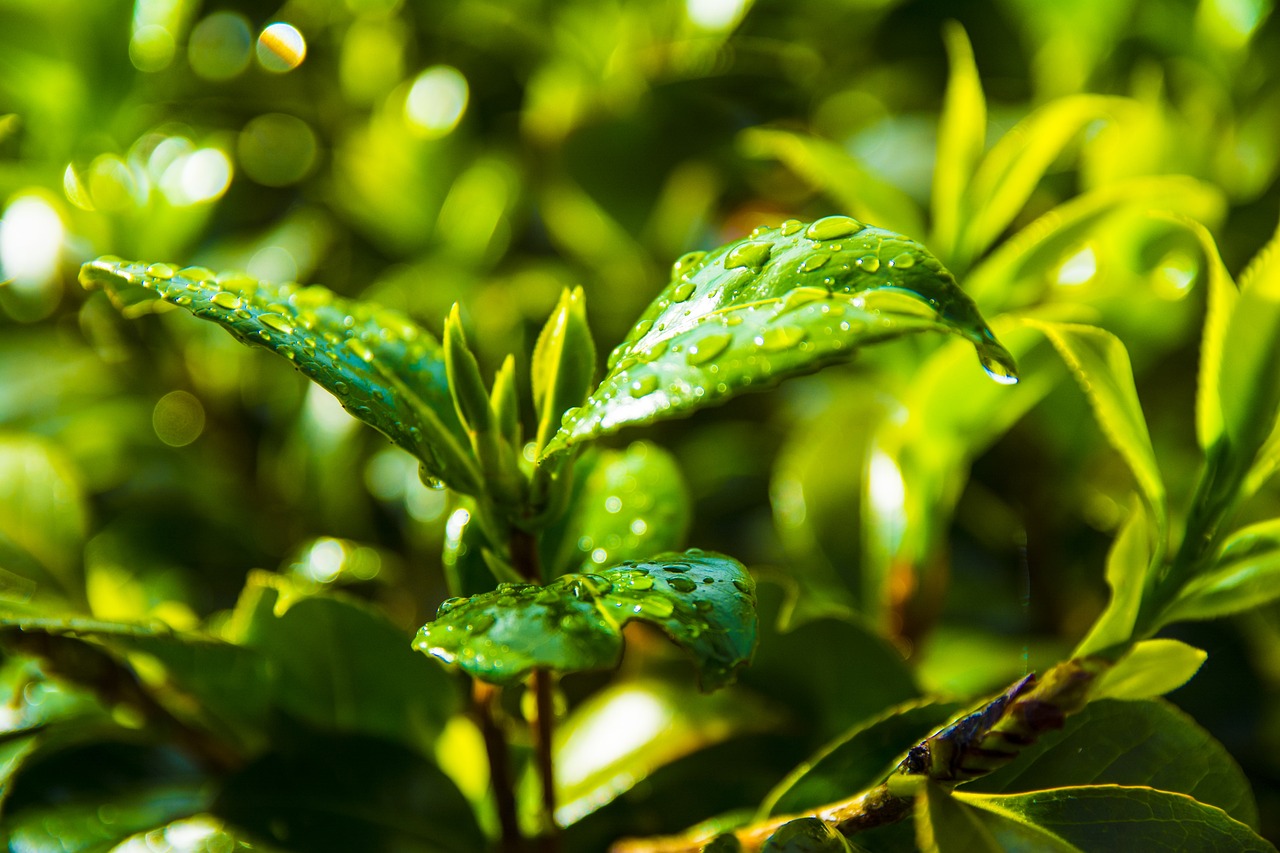 苏州龙景花园最新房价动态及趋势分析