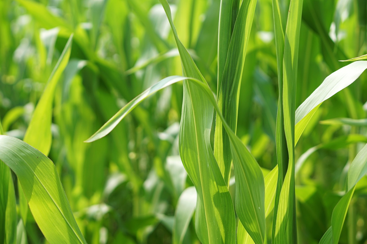 江苏油菜价格最新行情分析与趋势预测