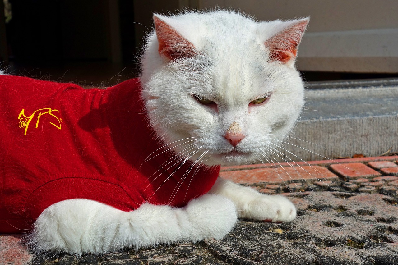 猫咪最新地址紧急，寻找与守护的紧迫任务启动！