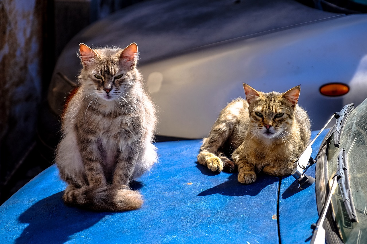 2017最新抱猫情头，人与猫的温馨瞬间，爱的无限延伸