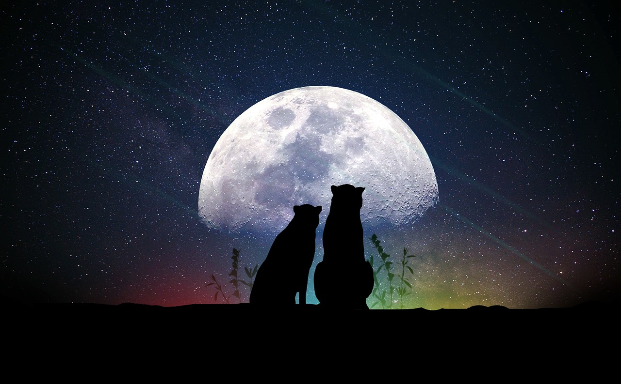 盛世猫宠，人与猫的深度羁绊最新章节探索